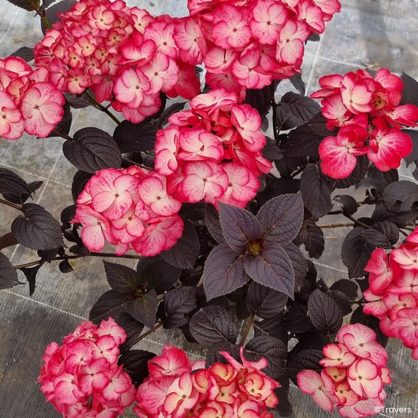Hydrangea macrophylla x serrata BLACK VELVET® (Flowering)