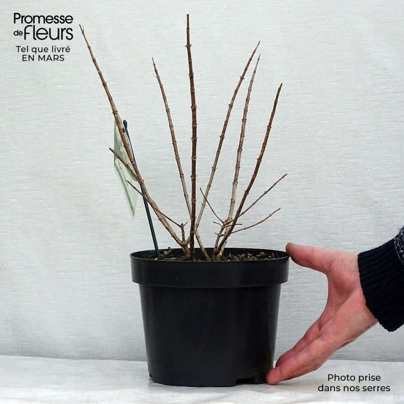 Hydrangea paniculata Bobo 3L/4L pot sample as delivered in winter