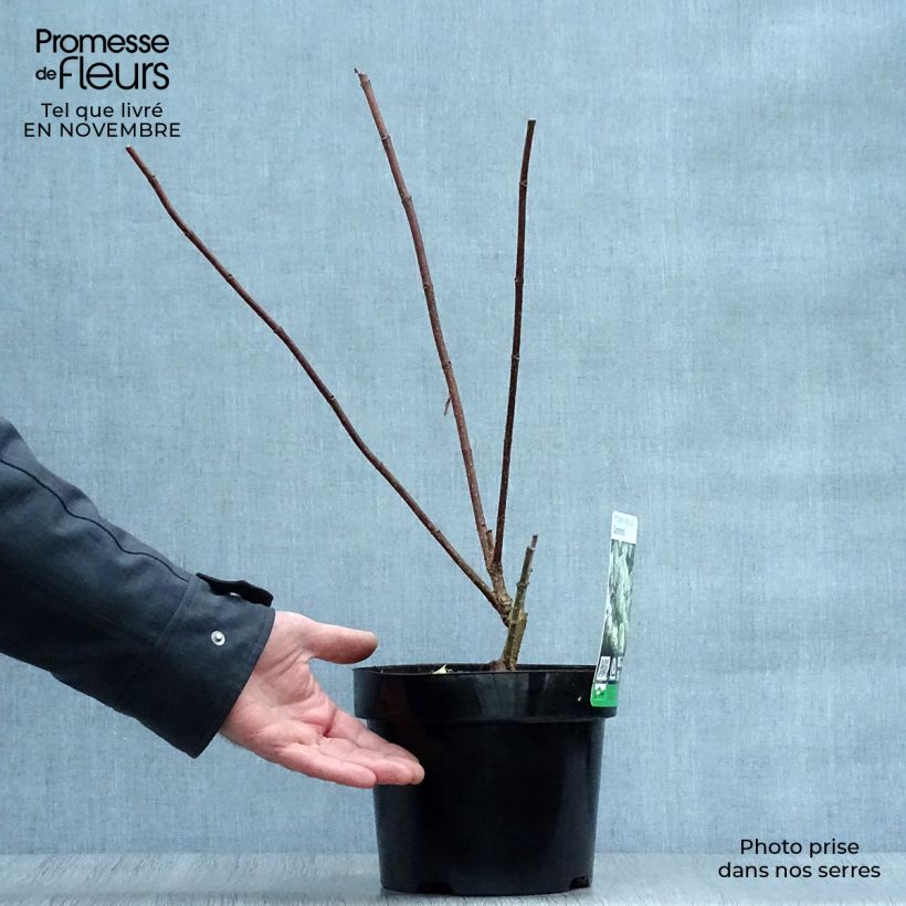 Hydrangea paniculata Diamantino 3L/4L pot sample as delivered in autumn