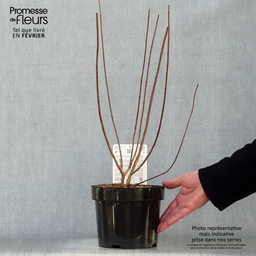 Hydrangea paniculata Fraise Melba 3L/4L pot sample as delivered in winter