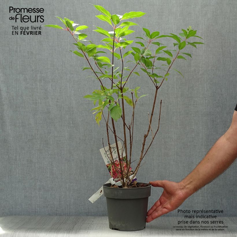 Hydrangea paniculata Graffiti 4L/5L pot sample as delivered in autumn
