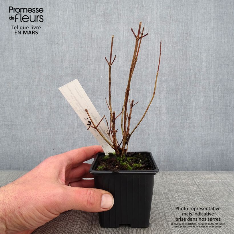 Hydrangea paniculata Grandiflora 8/9 cm pot sample as delivered in winter