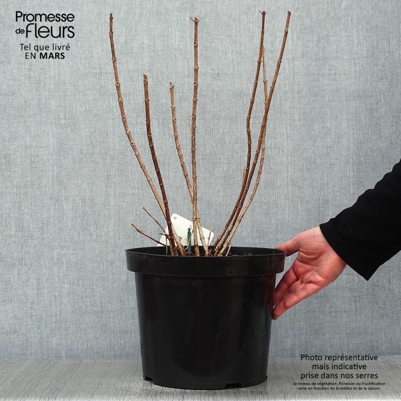 Hydrangea paniculata Great Star Le Vasterival 7.5L/10L pot sample as delivered in winter