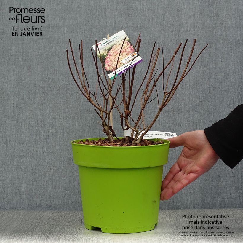 Hydrangea paniculata Hercules 3L/4L pot sample as delivered in winter