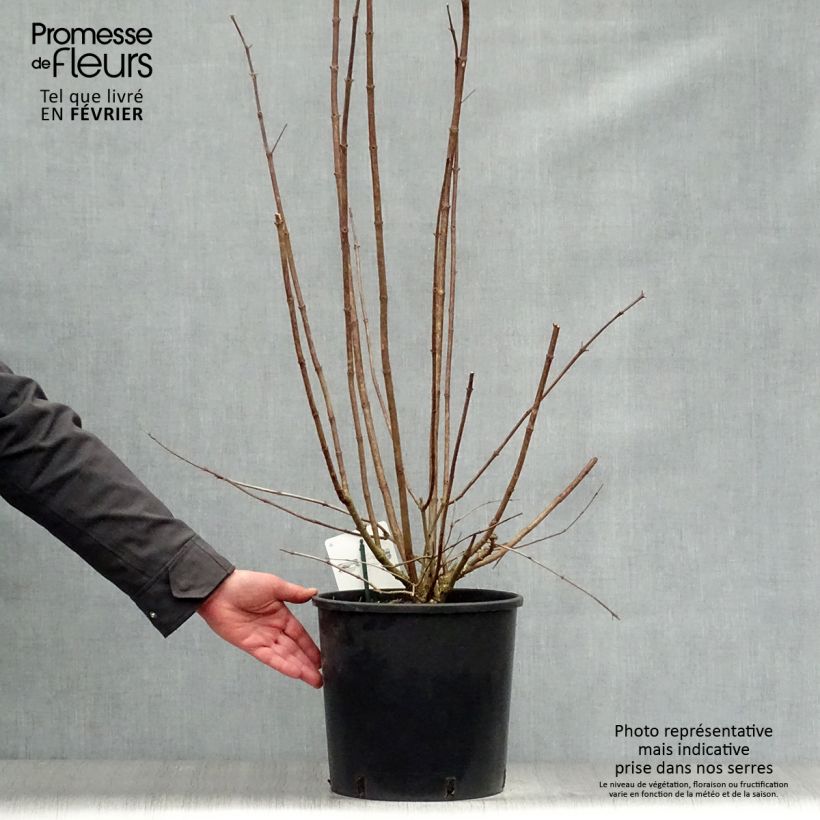 Hydrangea paniculata Kyushu 7.5L/10L pot sample as delivered in winter