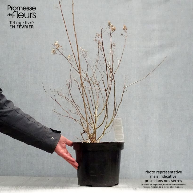 Hydrangea paniculata Little Lime 7.5L/10L pot sample as delivered in winter