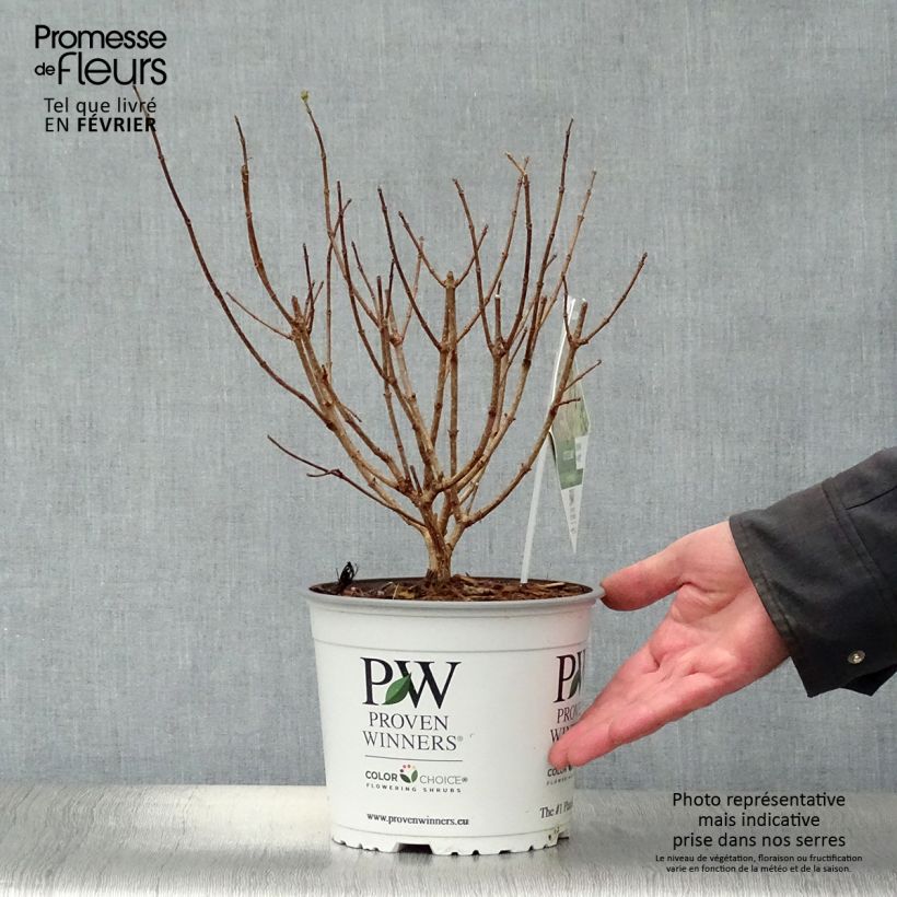 Hydrangea paniculata Little Lime 3L/4L pot sample as delivered in winter