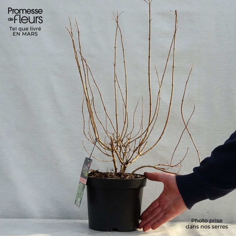 Hydrangea paniculata Little Lime 3L/4L pot sample as delivered in spring