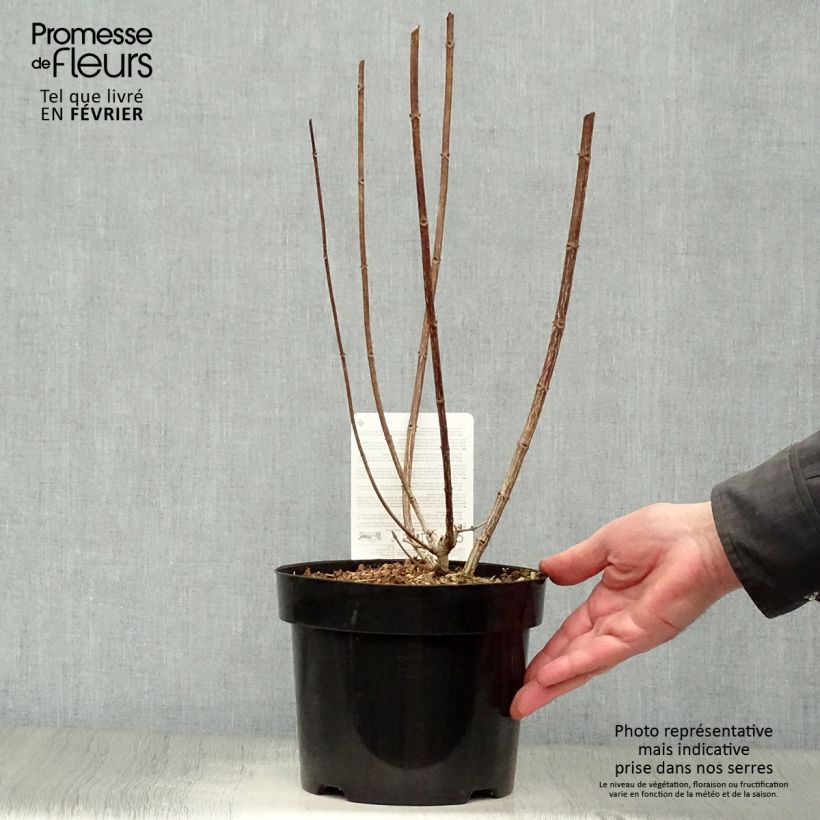 Hydrangea paniculata Mega Mindy 2L/3L pot sample as delivered in winter