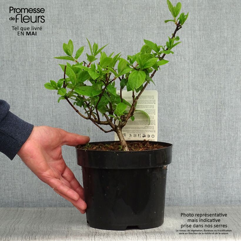 Hydrangea paniculata Mega Mindy 2L/3L pot sample as delivered in spring