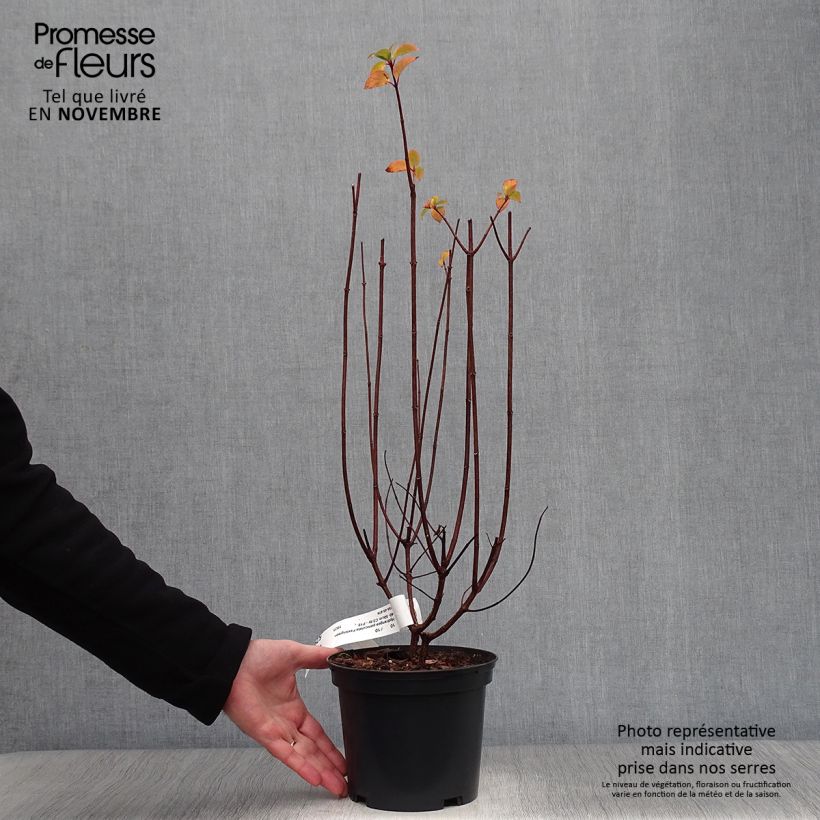 Hydrangea paniculata Pastelgreen 3L/4L pot sample as delivered in autumn