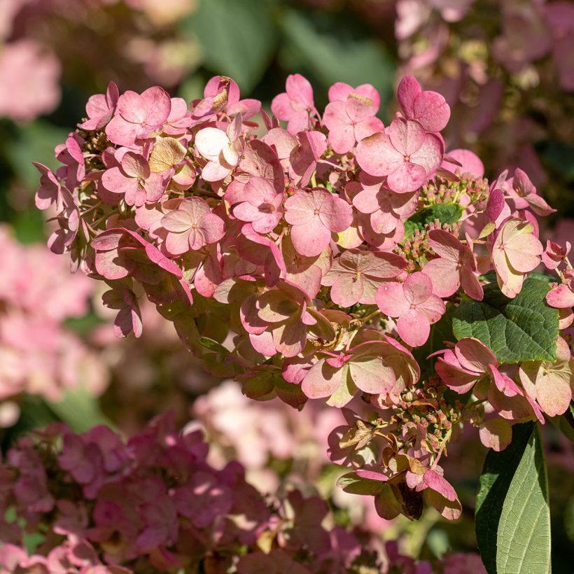 Hydrangea paniculata Pink Diamond (Flowering)
