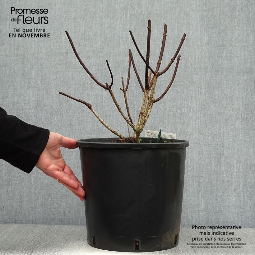 Hydrangea paniculata Pinky Winky 7.5L/10L pot sample as delivered in autumn