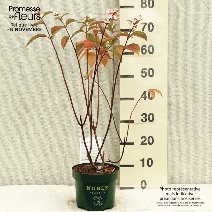 Hydrangea paniculata Pinky Winky 3L/4L pot sample as delivered in autumn