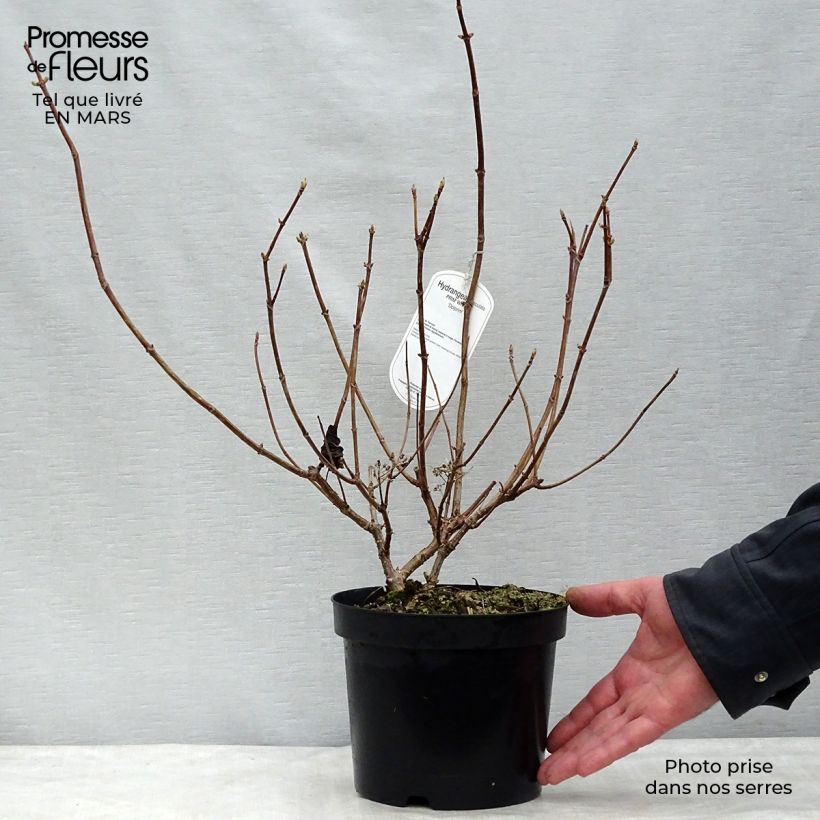Hydrangea paniculata Prim White 2L/3L pot sample as delivered in winter