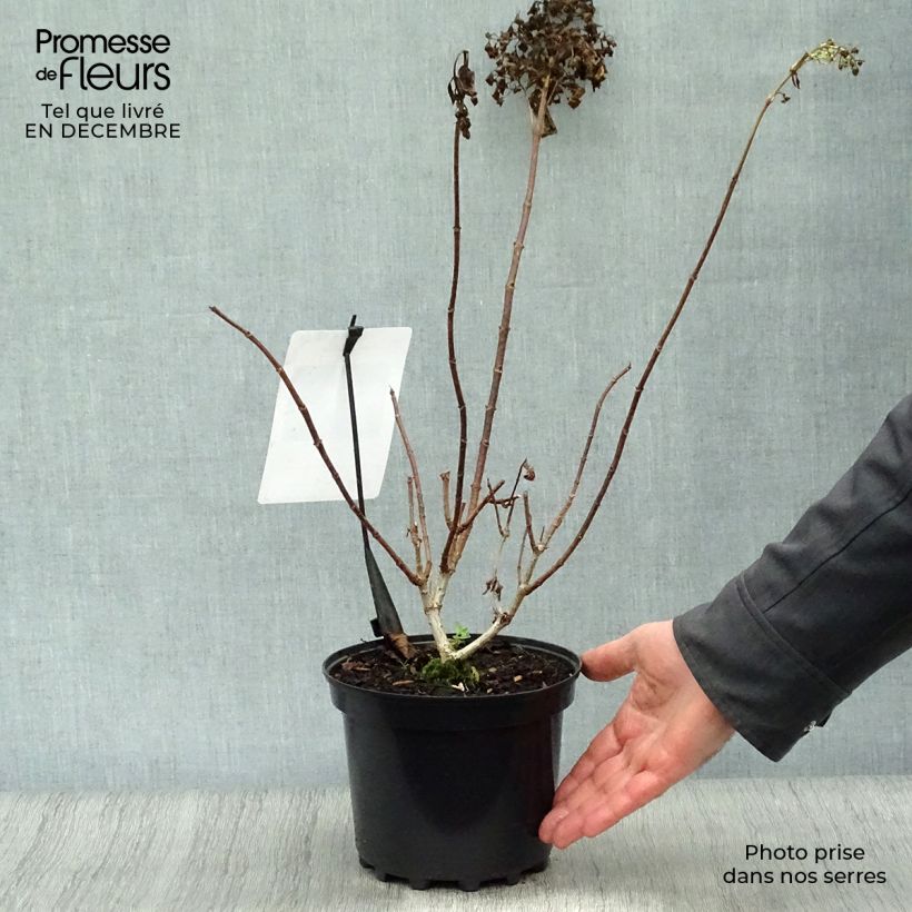 Hydrangea paniculata Silver Dollar 3L/4L pot sample as delivered in winter