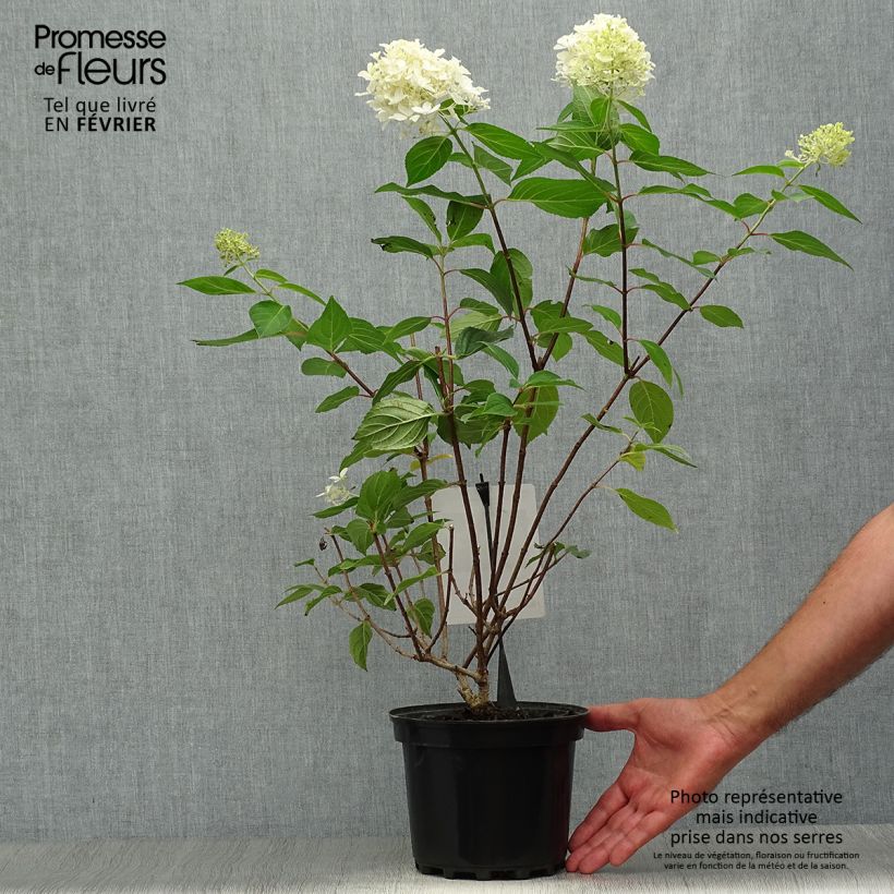 Hydrangea paniculata Silver Dollar 3L/4L pot sample as delivered in autumn