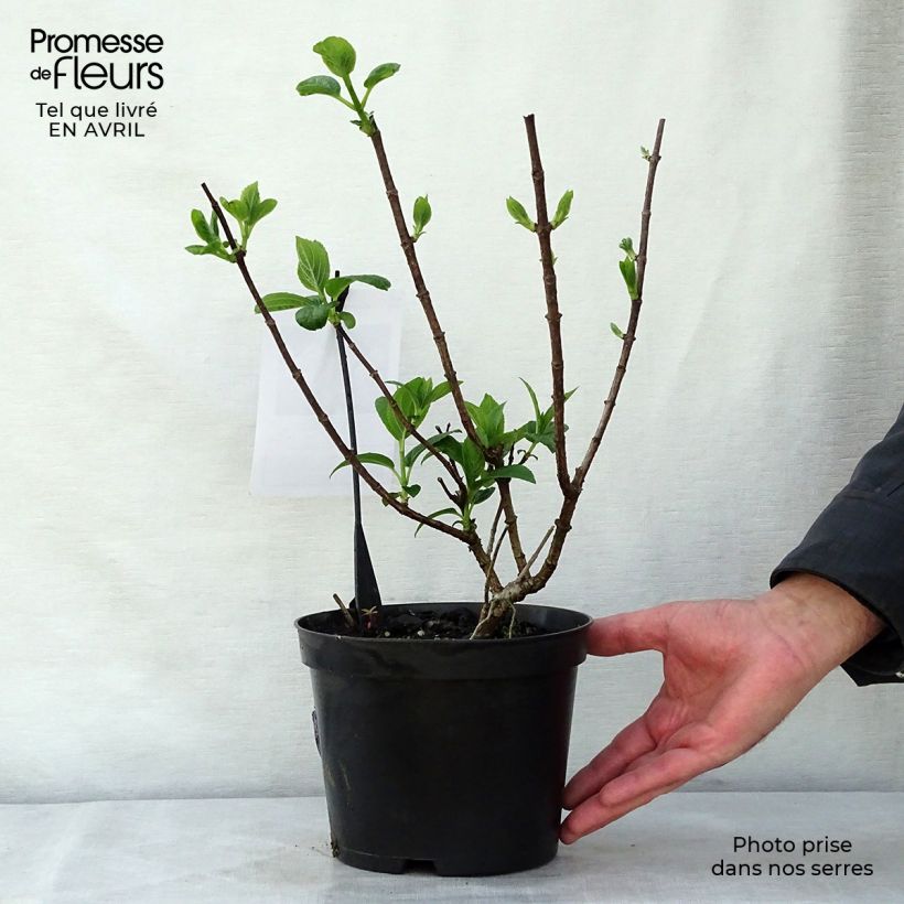 Hydrangea paniculata Silver Dollar 3L/4L pot sample as delivered in spring