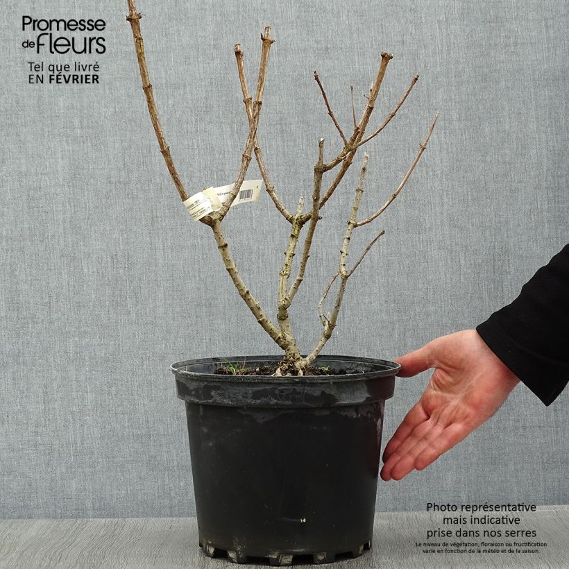 Hydrangea paniculata Silver Dollar 7.5L/10L pot sample as delivered in winter