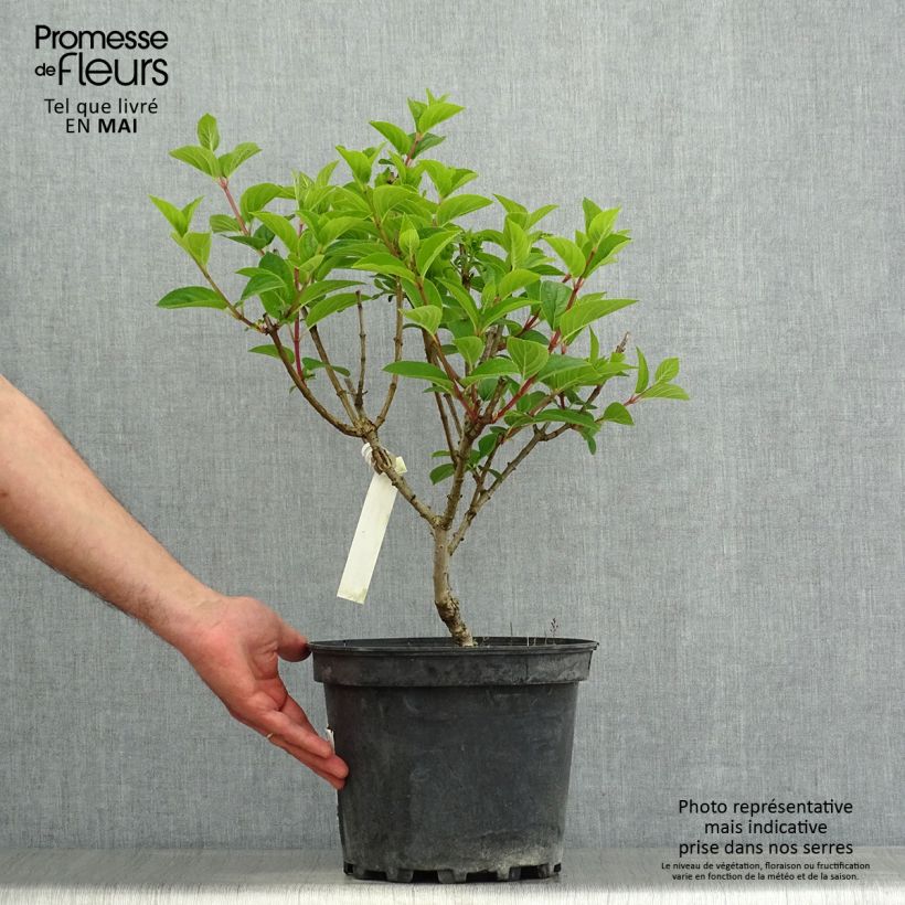 Hydrangea paniculata Silver Dollar 7.5L/10L pot sample as delivered in spring