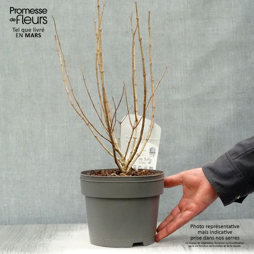 Hydrangea paniculata Skyfall 3L/4L pot sample as delivered in spring