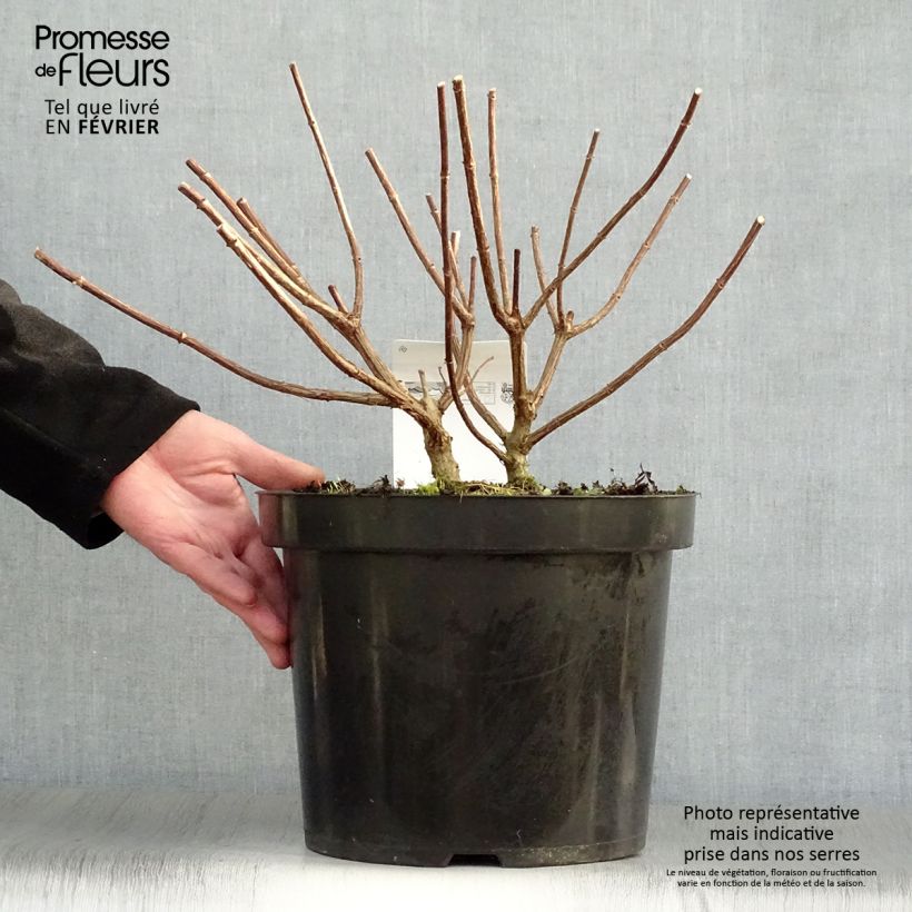 Hydrangea paniculata Vanille Fraise 7.5L/10L pot sample as delivered in winter