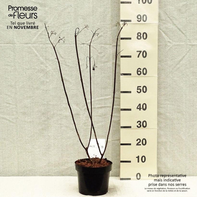 Hydrangea paniculata Vanille Fraise 2L/3L pot sample as delivered in autumn