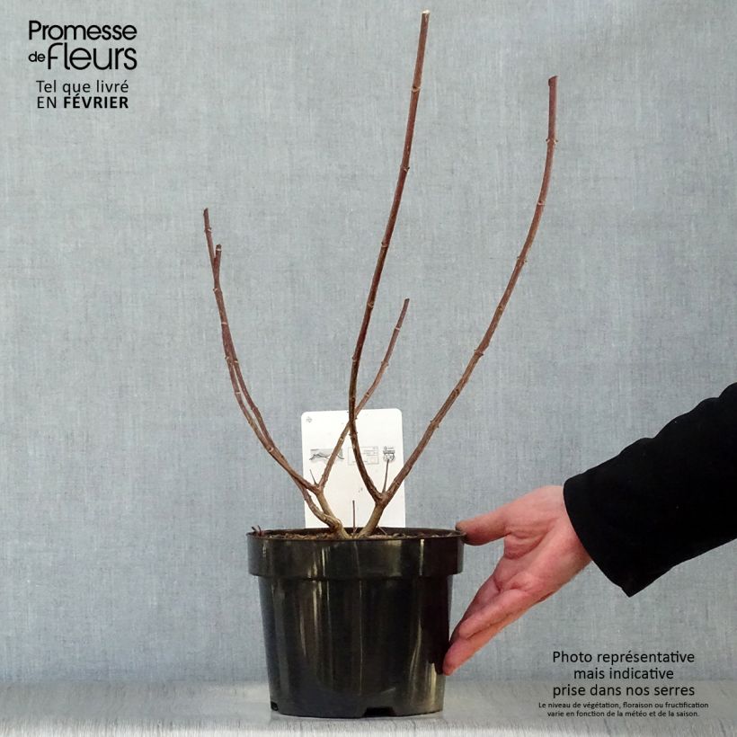 Hydrangea paniculata Vanille Fraise 2L/3L pot sample as delivered in winter