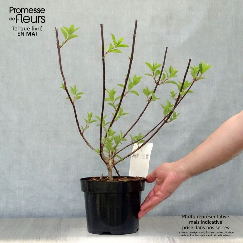 Hydrangea paniculata Vanille Fraise 2L/3L pot sample as delivered in spring