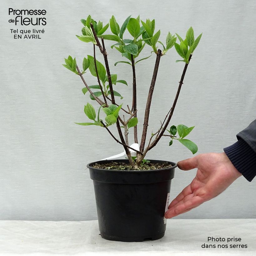 Hydrangea paniculata Wims Red 3L/4L pot sample as delivered in spring