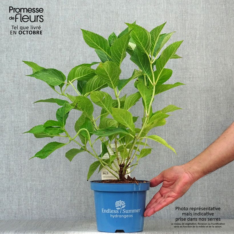 Hydrangea paniculata Wims Red 3L/4L pot sample as delivered in autumn