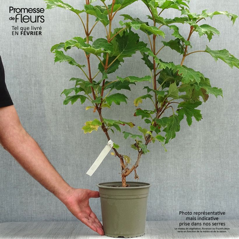 Hydrangea quercifolia Applause 4L/5L pot sample as delivered in autumn