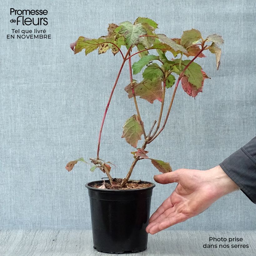 Hydrangea quercifolia Harmony 2L/3L pot sample as delivered in autumn