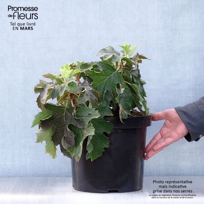 Hydrangea quercifolia Jetstream 6L/7L pot sample as delivered in spring