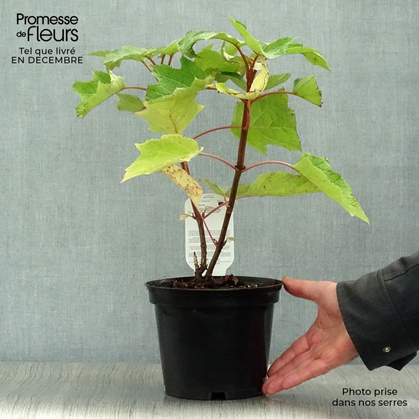 Hydrangea quercifolia Munchkin 2L/3L pot sample as delivered in winter