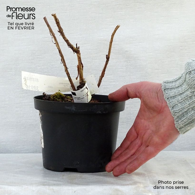 Hydrangea quercifolia Ruby Slippers 3L/4L pot sample as delivered in winter