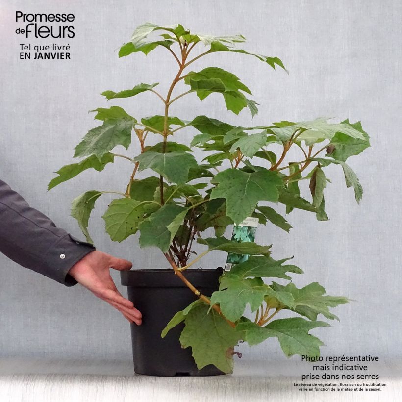 Hydrangea quercifolia Snow Queen 4L/5L pot sample as delivered in winter