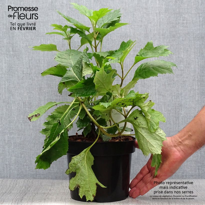 Hydrangea quercifolia Snow Queen 2L/3L pot sample as delivered in autumn
