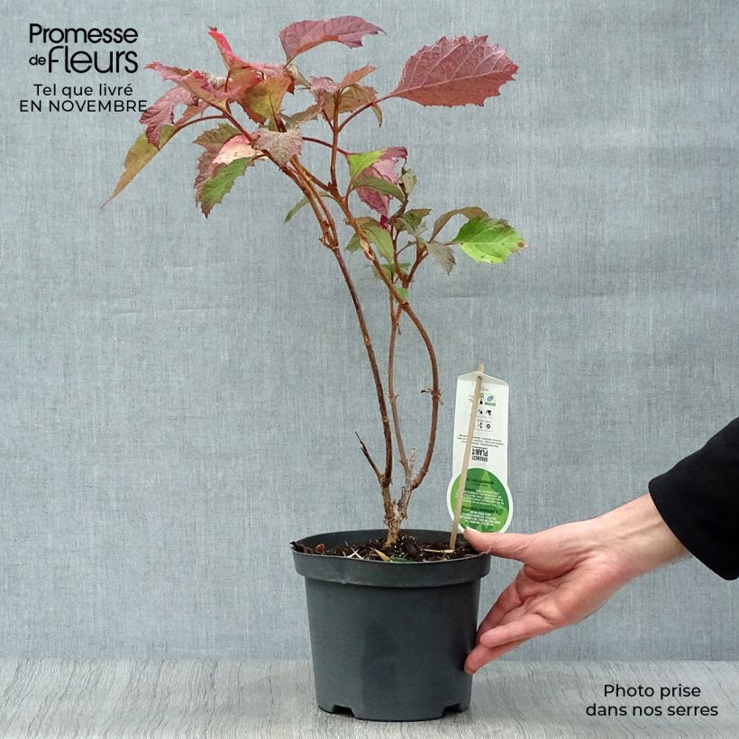 Hydrangea quercifolia Snowflake 3L/4L pot sample as delivered in autumn