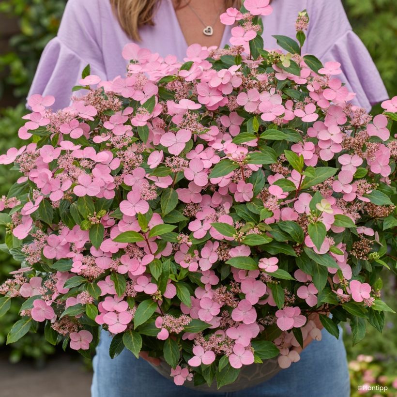 Hydrangea scandens First Love® (Flowering)