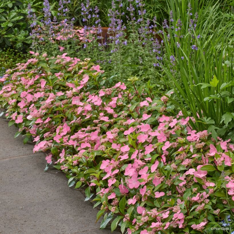 Hydrangea scandens First Love® (Plant habit)