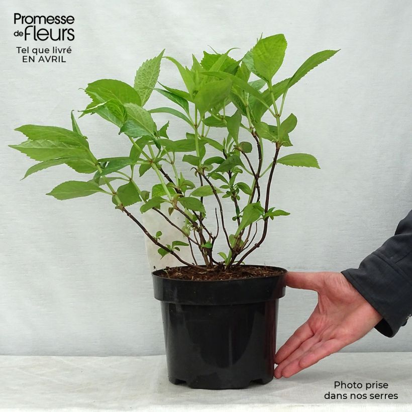 Hydrangea serrata Avelroz - Mountain Hydrangea 2L/3L pot, Bush sample as delivered in spring