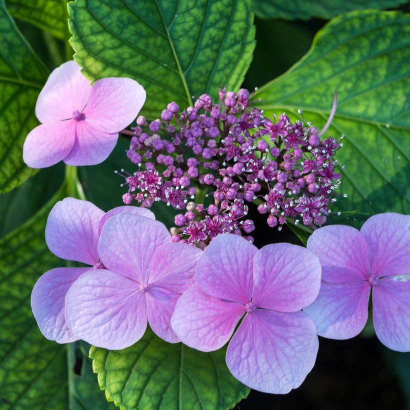 Hydrangea serrata Avelroz - Mountain Hydrangea (Flowering)