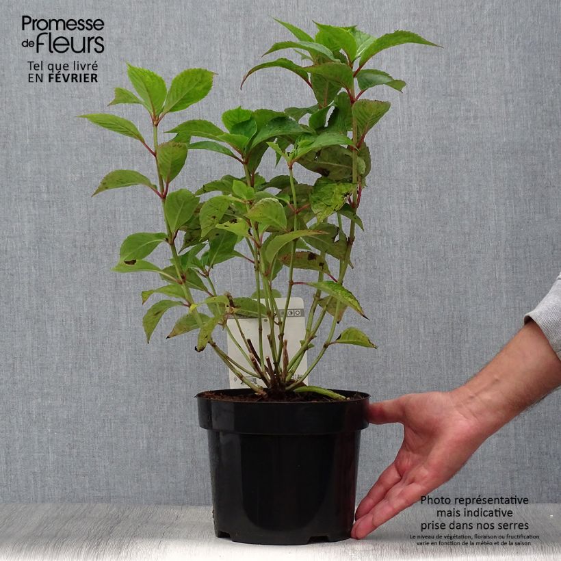 Hydrangea serrata Avelroz - Mountain Hydrangea 2L/3L pot sample as delivered in autumn