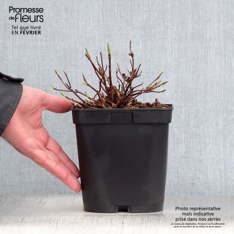 Hydrangea serrata Blue Deckle - Mountain Hydrangea 2L/3L pot sample as delivered in winter