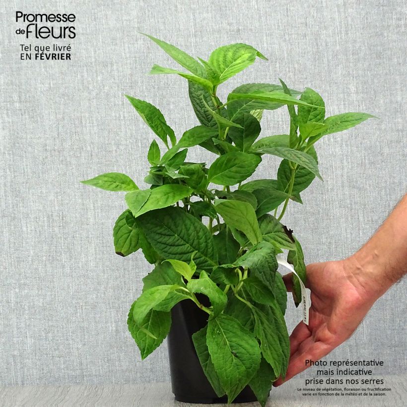 Hydrangea serrata Cap Sizun - Mountain Hydrangea 2L/3L pot sample as delivered in autumn