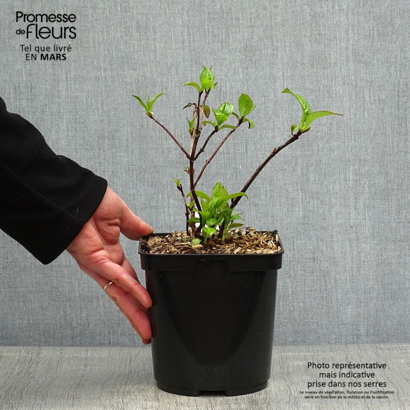 Hydrangea serrata Cap Sizun - Mountain Hydrangea 2L/3L pot sample as delivered in spring