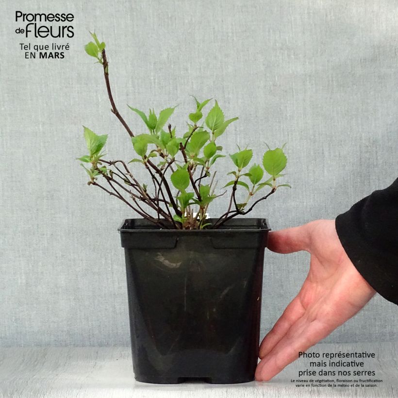 Hydrangea serrata Graciosa - Mountain Hydrangea 2L/3L pot sample as delivered in spring
