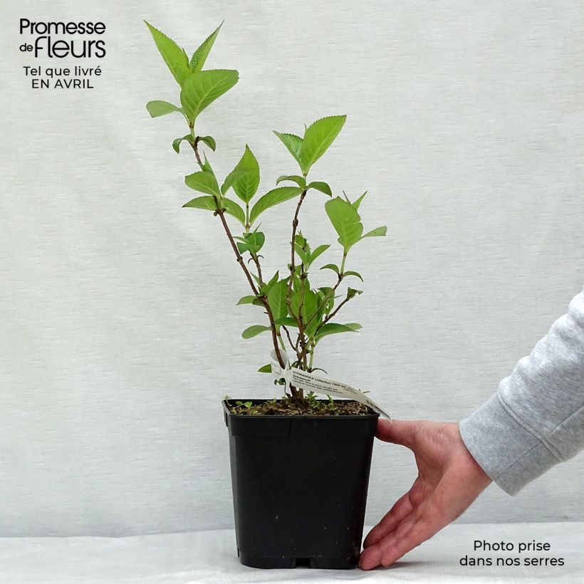 Hydrangea serrata Grayswood - Mountain Hydrangea 2L/3L pot sample as delivered in spring