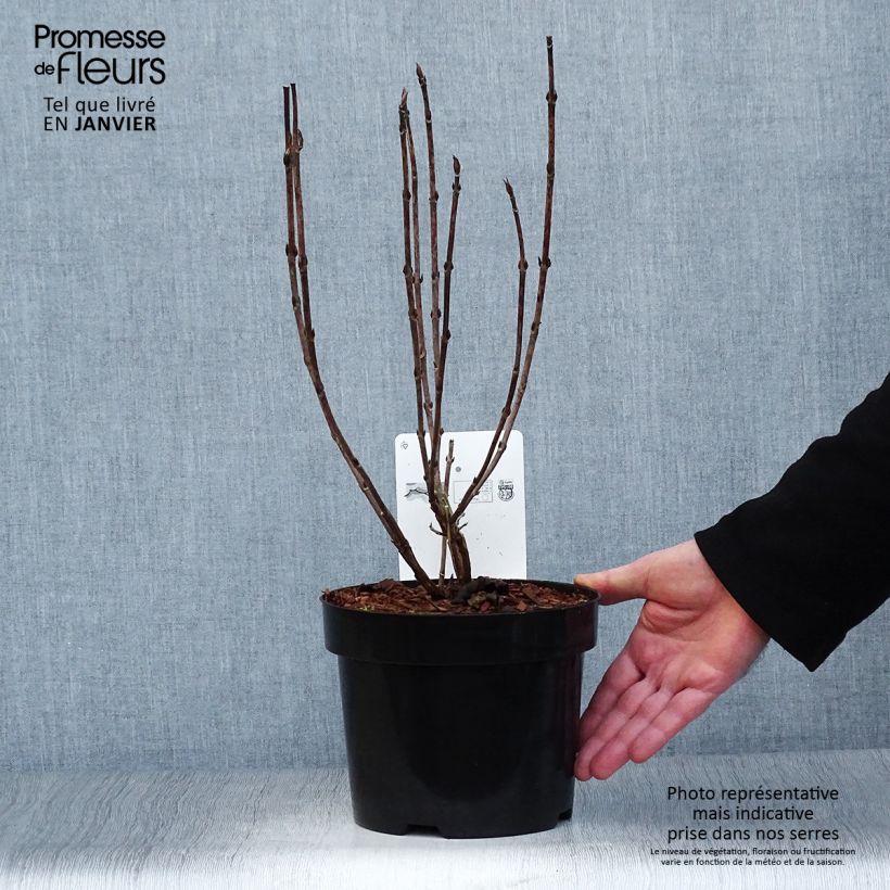 Hydrangea serrata Intermedia - Mountain Hydrangea 2L/3L pot sample as delivered in winter